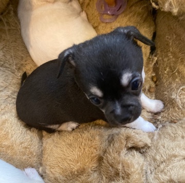 Chihuahua – stunning black and white chihuahua pups