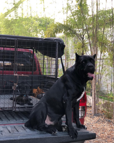 Cane Corso – For sale