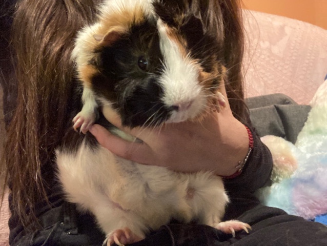 Guinea Pig