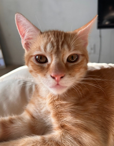 Sweet cat needs a home