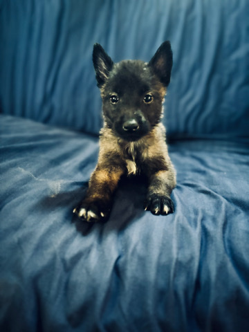 Belgian Shepherd Dog (Malinois) – belgian malinois