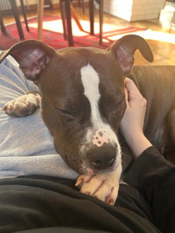 Looking to rehome sweet, sweet Bodie.
