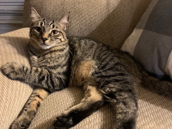 American Shorthair – Friendly 6-Year-Old American Shorthair Cat – Palisades Park – Palisades Park