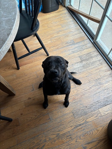 Labrador Retriever – Need Home