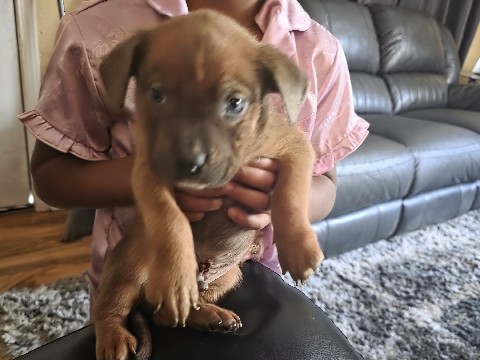 American Pit Bull Terrier – pit puppys – Killeen
