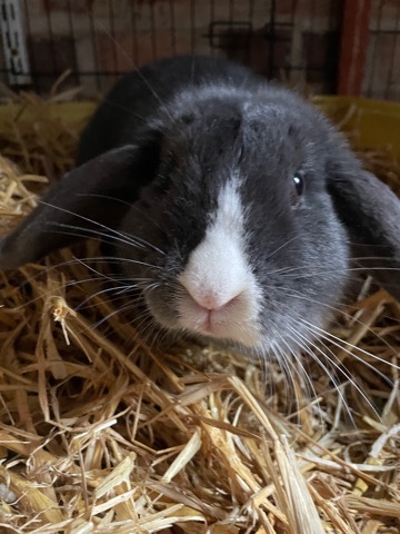 English Lop – Lophead rabbit