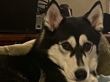 Siberian Husky – pure bred Siberian husky – Cheney
