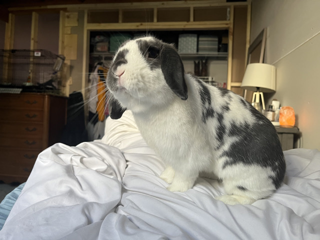 Finding my sweet boy bunny a new home. – Cedar Rapids