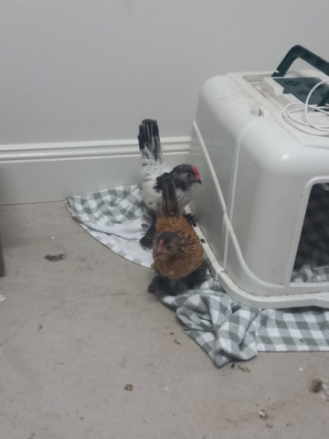 Any – two show chickens