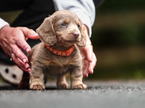 Dachshund – miniature dachunds. – Birmingham