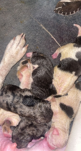 American Bulldog – Beautiful babies..