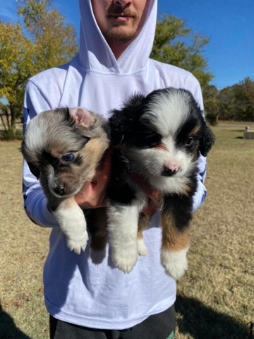 Australian Shepherd – Toy Aussies