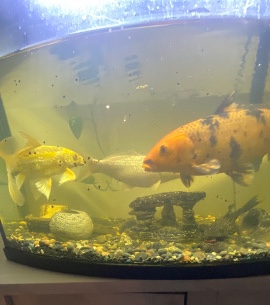 3 deluxe adult koi fish and pleco