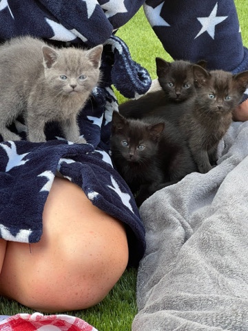 Russian White, Black and Tabby – mix of Russian short hair kittens for sale