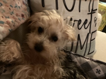 Yorkie Poo – Sweet 5 Month Yorkiepoo – Natrona Heights