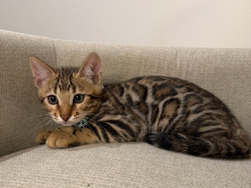 Bengal – Stunning Bengal Kitten – 2 Months Old – Marietta – Marietta