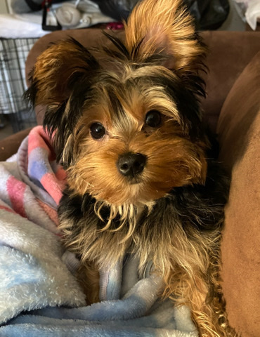Yorkshire Terrier – Adorable Yorky