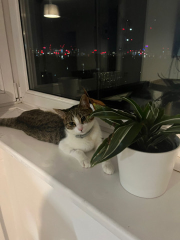 Russian White, Black and Tabby – Free kitten/cat