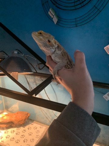 bearded dragon!