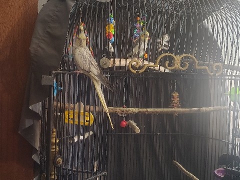 Cockatiel – 2 cockatiels for sale – Dayton
