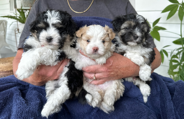 Maltese – Designer Maltese Mix