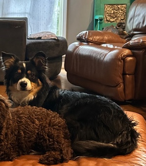 Miniature Australian Shepherd – Sweet Mini Aussie