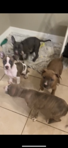 American Pit Bull Terrier – pitbull puppies