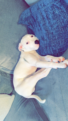 Staffordshire Bull Terrier – Thor- Staffy puppy