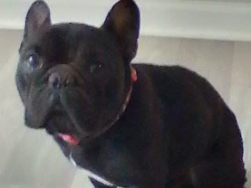 French Bulldog – french bulldog – Atlanta