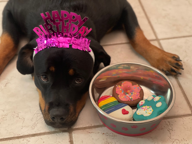 Rottweiler – Sad Day That I Have To Let Her Go.