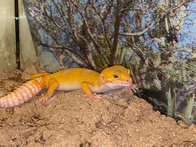 leopard gecko juvenile