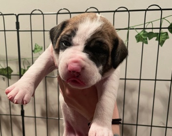 Catahoula Cur – Puppies ready Valentines Day!