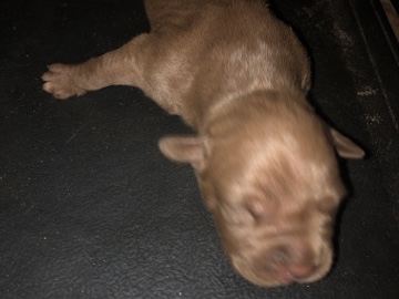 Pit Bull – Eli pitbull puppies
