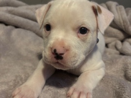American Pit Bull Terrier – pit bull puppies – Angola