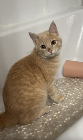 American Shorthair – kitten about 5 months