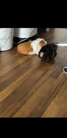 Selling my two male guinea pigs