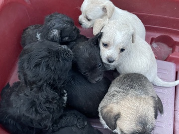 Bolognese - Bolo-Chi Puppies available for adoption in Phoenix