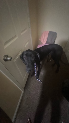 Great Dane puppy