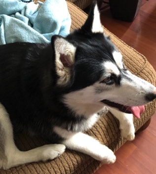 Siberian Husky – loving Siberian husky