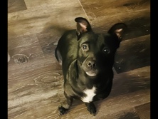 Labrador Retriever – Lab/ Dachshund – Modesto