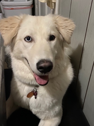 Golden Retriever – retriever & husky mix looking for a new home!