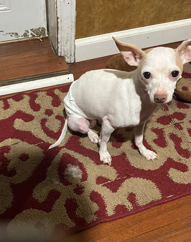 Chihuahua – Rehome