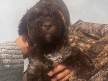 Goldendoodle – golden doodle puppies – Caseyville