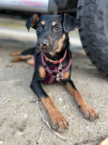Doberman Pinscher – Doberman/German Shepard mix rehoming
