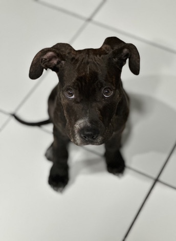 American Pit Bull Terrier – tchalla