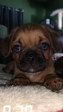 Abbie(a b) needs a home!!