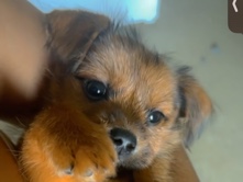 Yorkie Poo – puppy for sale – New York