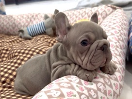 French Bulldog – frenchbulldog – อ.บางละมุง