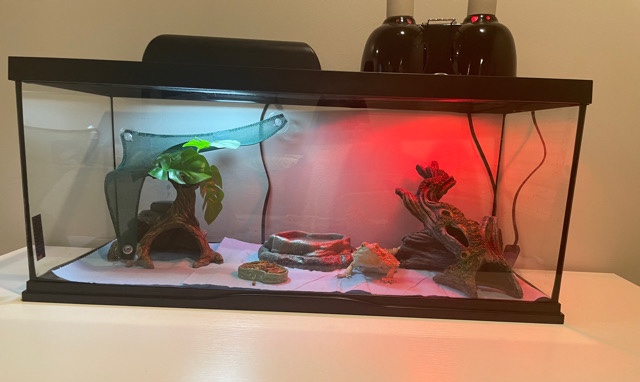 Any – Bearded Dragon for sell!!