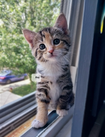 American Shorthair – Kittens for adoption